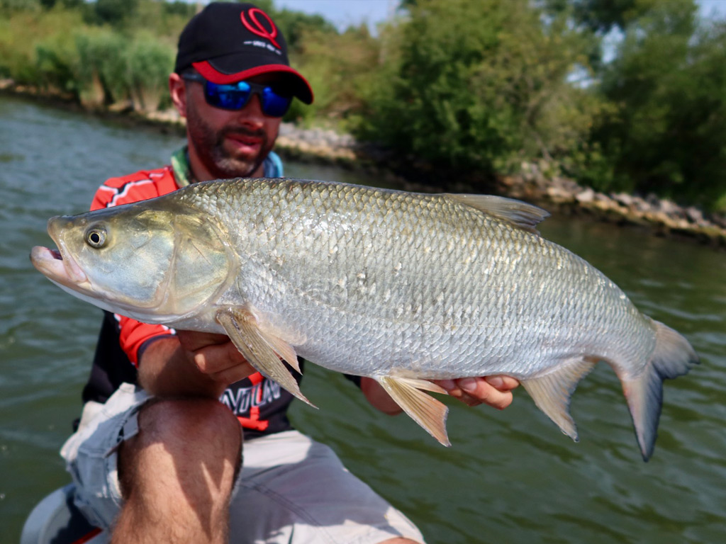 Roofblei vangen met een crankbait Roofblei vangen met een crankbait