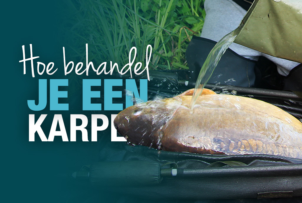 Je hebt een karper gevangen: wat nu? Je hebt een karper gevangen: wat nu?