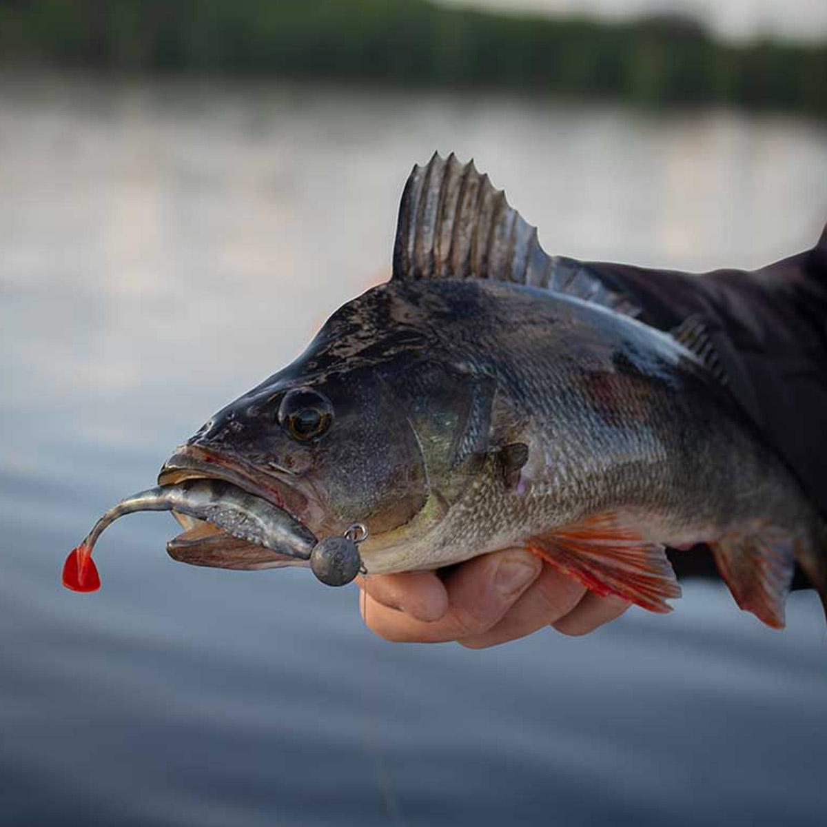 Fox Rage Scent Shad 7 cm 