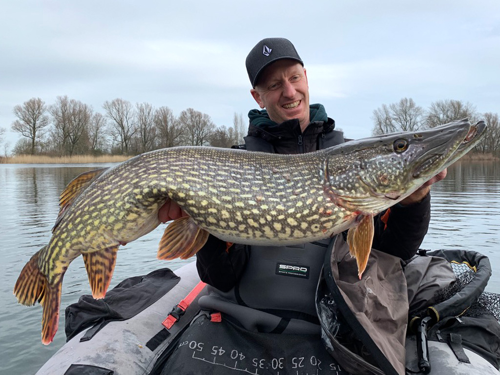 Dikke snoek, gevangen net voor de paai Dikke snoek, gevangen net voor de paai