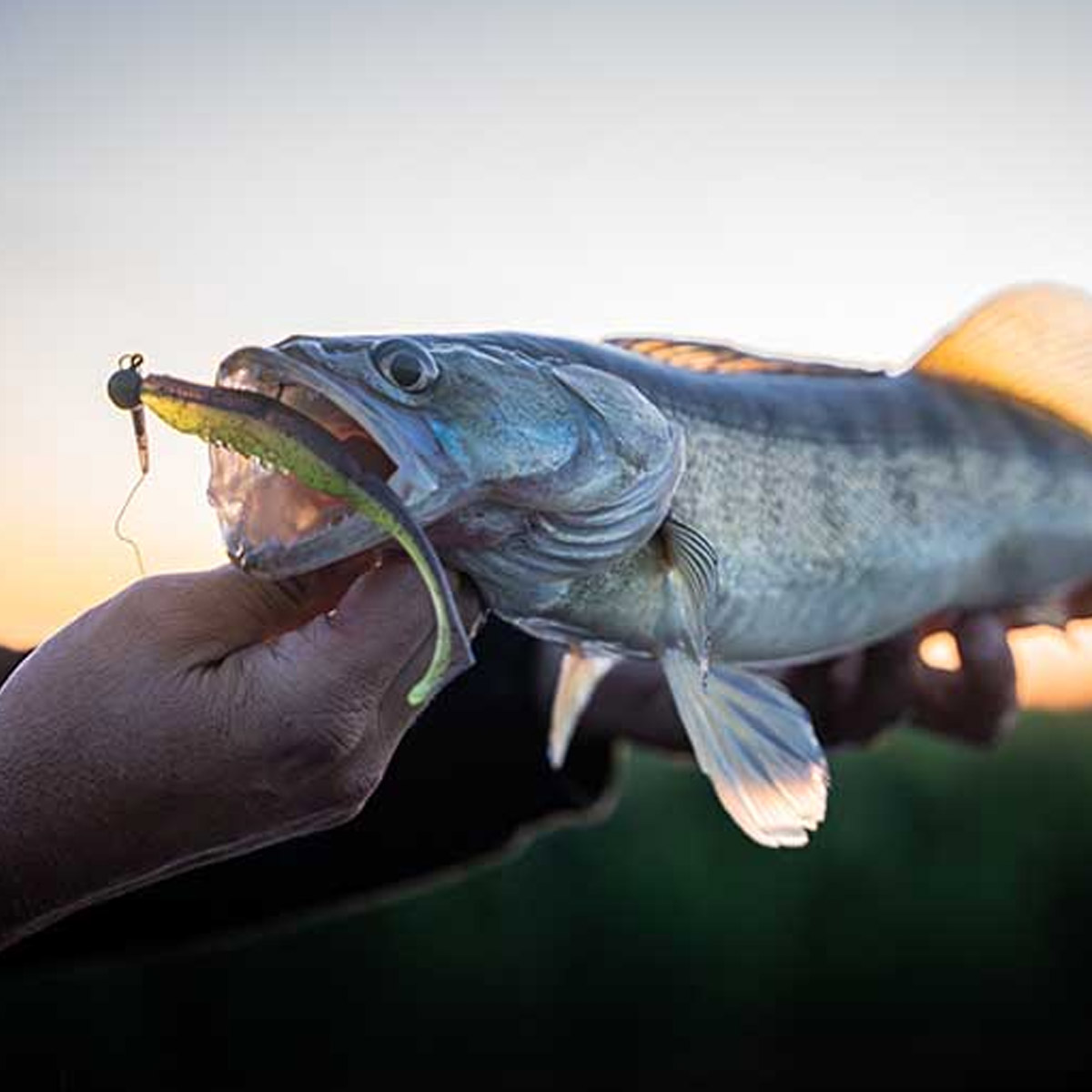 Fox Rage Scent Shad 7 cm 