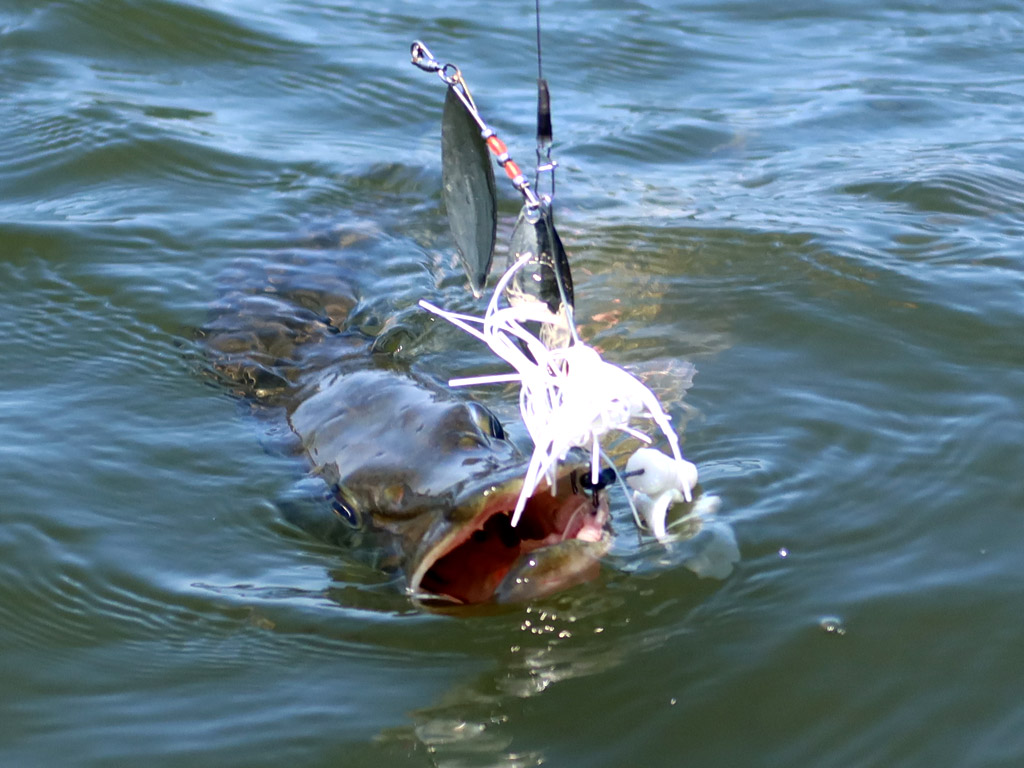 Spinnerbaits voor het vissen op snoek Spinnerbaits voor het vissen op snoek