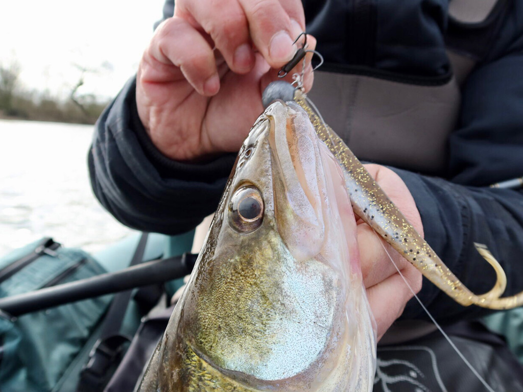 Snoekbaars pelagic vangen met een shad Snoekbaars pelagic vangen met een shad
