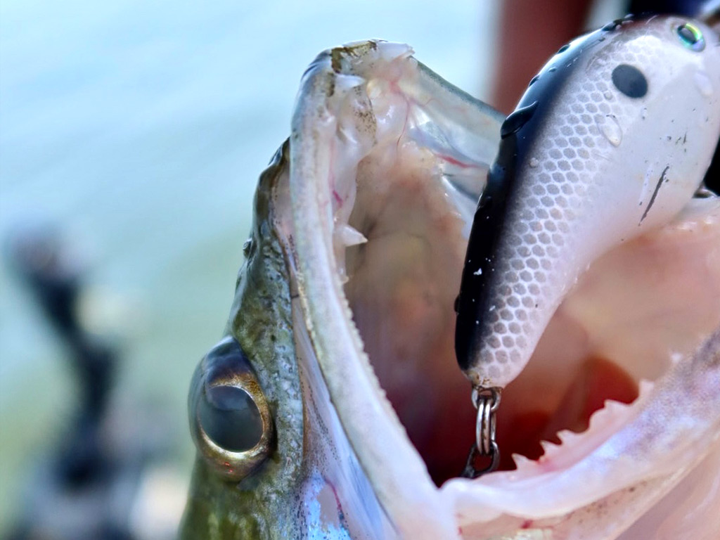 Snoekbaars vangen op een crankbait Snoekbaars vangen op een crankbait