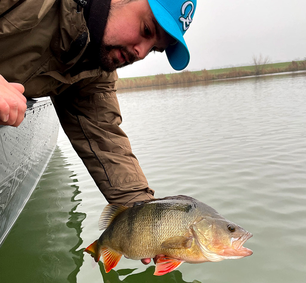 Baarzen zijn dol op een carolina rig i.c.m. een creature baits Baarzen zijn dol op een carolina rig i.c.m. een creature baits
