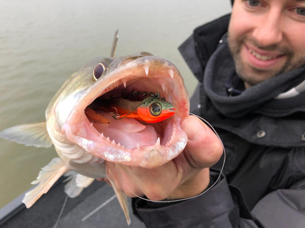 Een grote snoekbaars pelagisch gevangen Een grote snoekbaars pelagisch gevangen